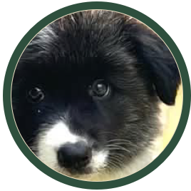 Allevamento Australian Shepherd, Border Collie e Maremmano